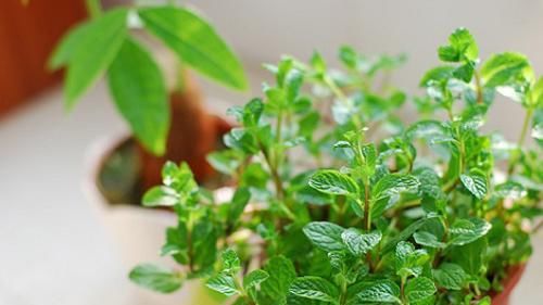  姑娘说：把阳台的盆栽换成这些，阳台颜值直线提高！