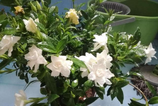 【自制】4月发文:冬季别再闲着了,在家自制3种花肥,既省钱又好用