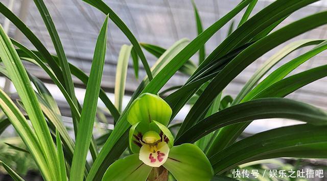  「花型」开花“奇香”的铭品兰花，花色翠绿，花型饱满大气，新手养兰首选
