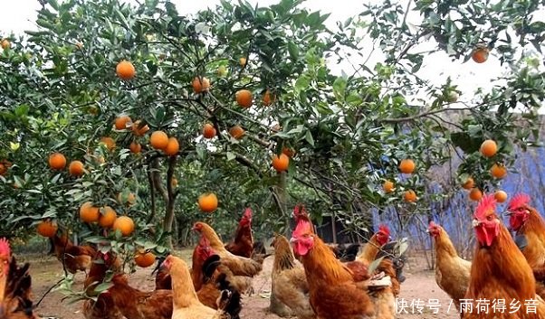  提议：专家提议果树下养土鸡，看似一举两得，实际问题不少，专