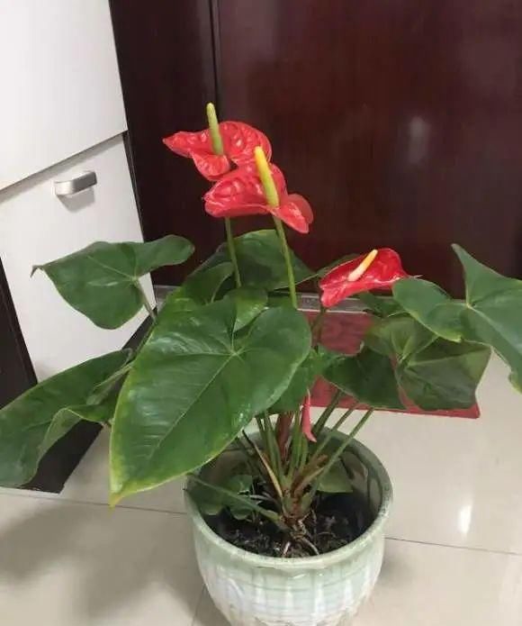  『植物』红掌总是不开花？都是这些原因惹的祸