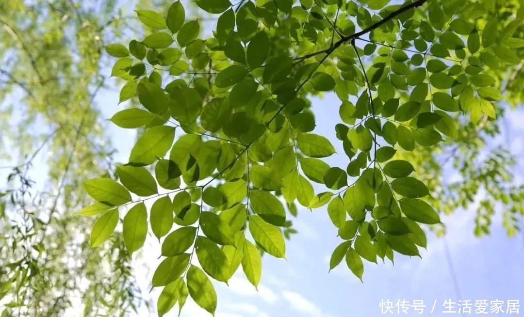 #摘点#摘点槐花吃算什么,真厉害的都开始扦插槐树了,超简单!