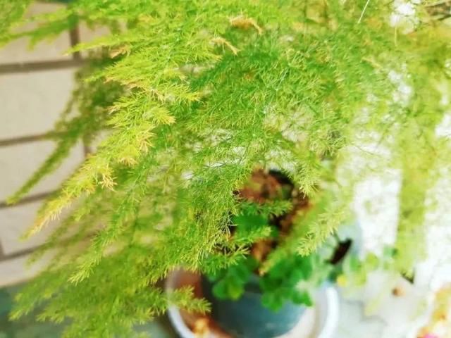  「图片作者」10种花，春天不能晒，躲屋里最安全！