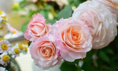  【生长习性】增温花卉的生长习性，才能是花卉花量大，花色鲜艳