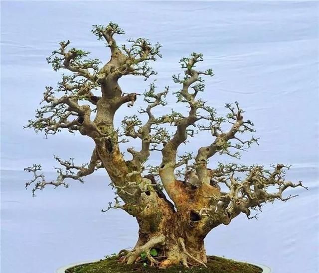  「跨年」粤北盆景艺术跨年大展，值得期待