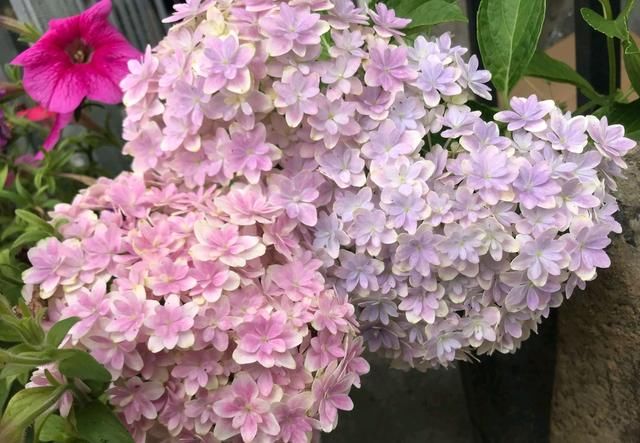 『技巧』谁说绣球花在花苞期不能给花苞喷水?掌握3个技巧,开花比碗大