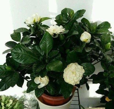  「软肋」栀子花“黄叶”毛病多？避开2个软肋，随随便便养活，绿叶满盆花