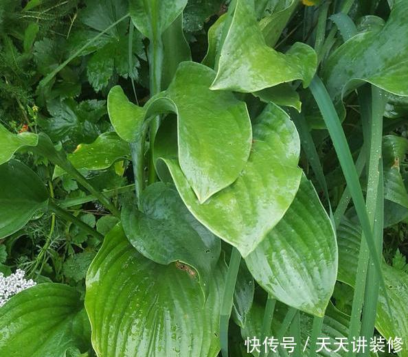  [光照]房子采光差，还想室内盆栽花？首选4种植物，给点光就花开灿烂