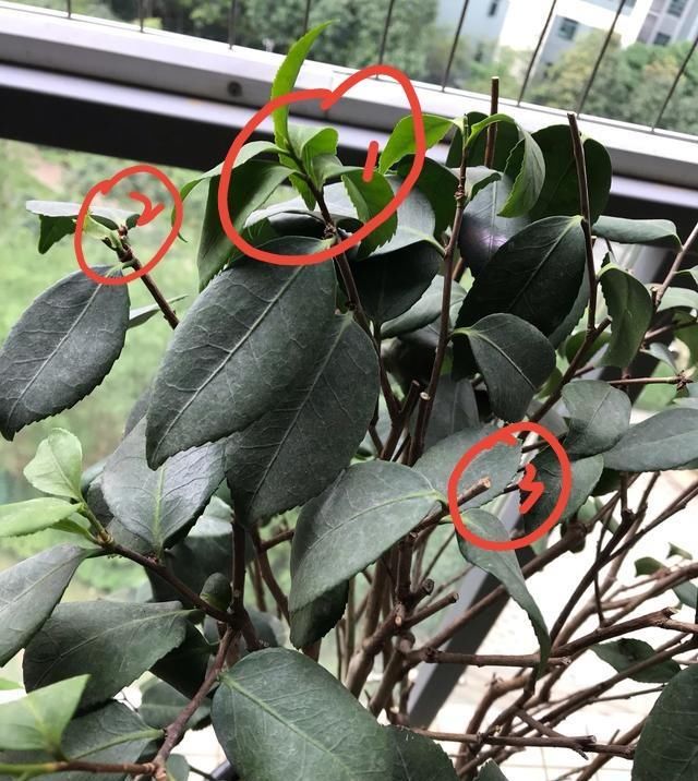  【救活】茶花上盆半月叶子都蔫了,怎么救活它
