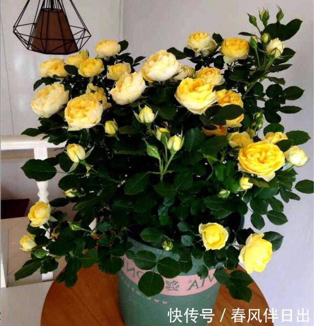  小苗期间：对待月季苗要“心狠”，越是不停摘心打顶，越是花苞多、变大棵