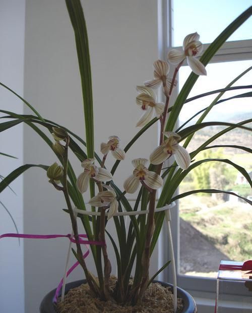  秀丽：喜欢菊花，首选“菊中珍品”碧海英姿，淡雅秀丽，妖娆妩媚！