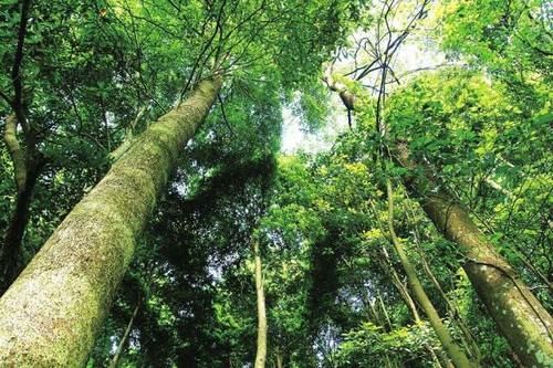  我国|我国“最珍贵”的树，属国家二级保护植物，不是黄山的迎客