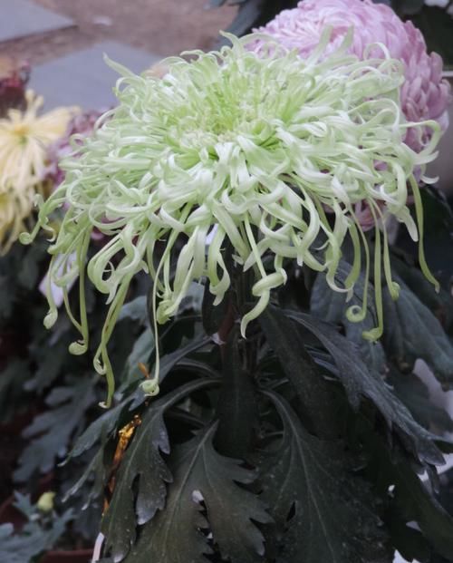  『玫瑰』喜欢玫瑰，不如养盆“珍品绿菊”盘龙，青碧可人，似仙女飞舞！