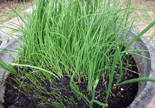 #种子#冬天阳台种什么菜?这“2种”,耐寒好养收获多,吃完一茬又一茬