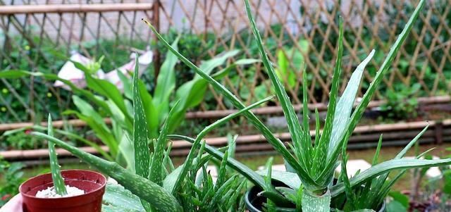 「家里」这两种植物养得好,稍微注意就能养出老桩来价值高气势好