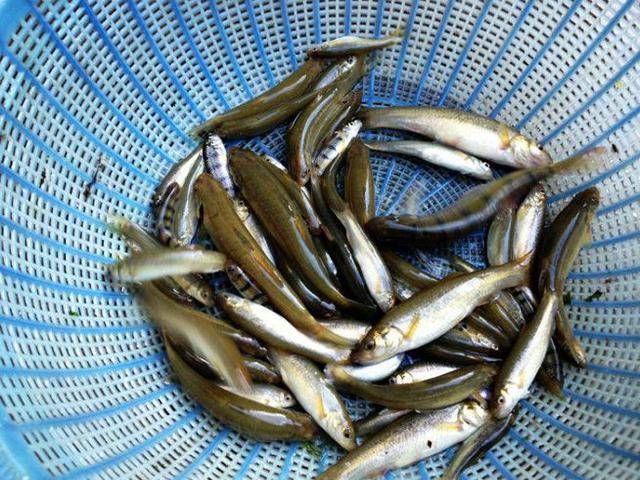  价格：钓大鱼和鱼竿的价格有关吗？40块钱的鱼竿钓不上大鱼是怎么回事？