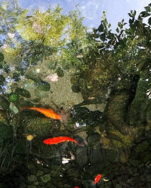  花园@想回到农村，把老家改造成花园，庭前种花，屋后种菜！
