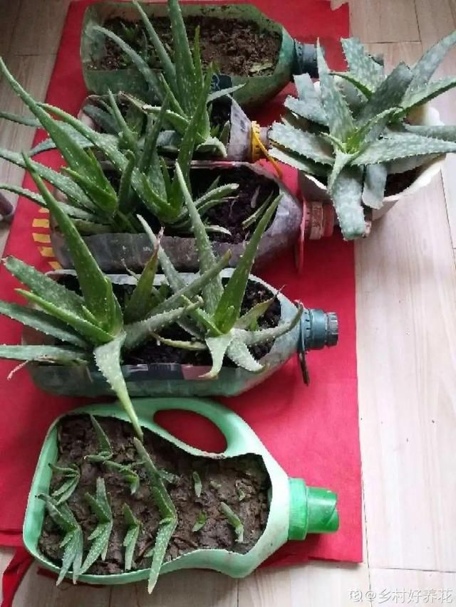  『懒人』“折腾不死”的10种花，咋养都爆盆，懒人最适合！