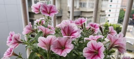 「款花」厕所异味重该怎么办盆栽3款花“专治”它,让家里更上档次
