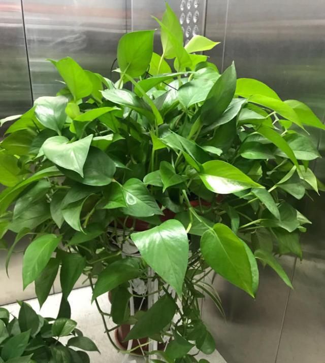  #绿萝#绿萝可以放在卧室吗？做好几点，答案是可以的！