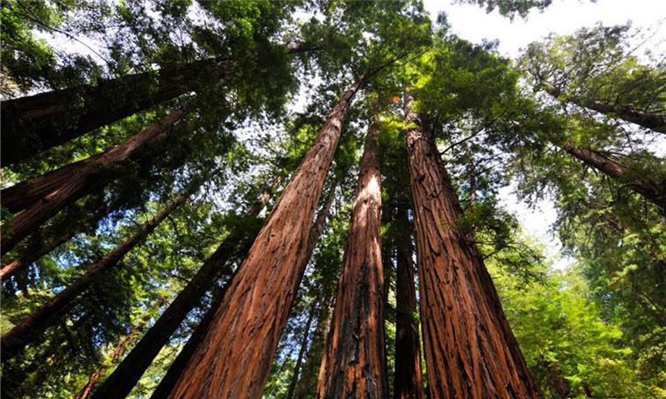 千年古树被掏空，公路从树身中通过，成热门景点后只活了130年