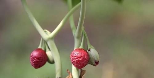 「大王花」这6种花“最臭”,开的再好看也没人养,第4种兰花能当“领带”