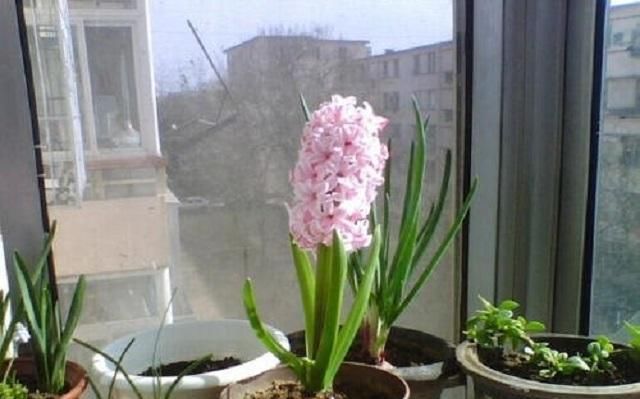  #艳丽#花开成串艳丽无比的风信子，最适宜此时栽种，做好3点轻松养活它