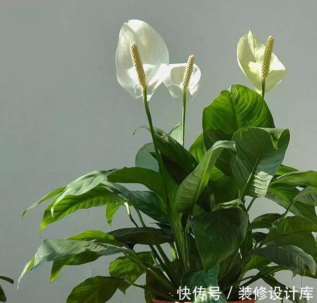  『技巧』养花技巧：一帆风顺开花小，不开花，掌握3点，花开不断养爆盆！