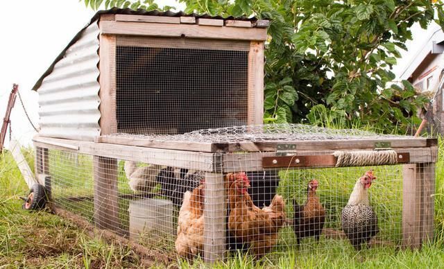 许多年轻人回到了农村，利用山林、林果地养鸡发了财！