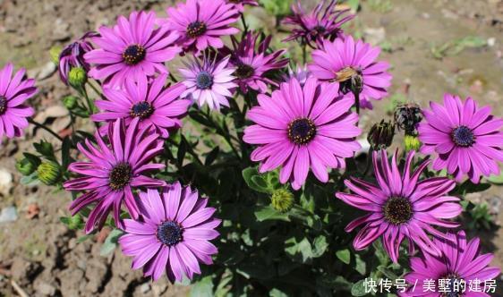  『花形』新手养花就养一盆“巾帼雄风”，花形奇特，淡雅清奇，适合盆栽养