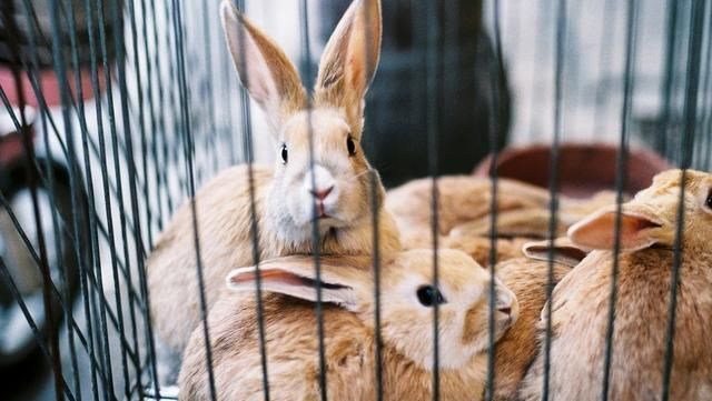  门路@人人可养，一窝可赚8000元，农村致富好门路