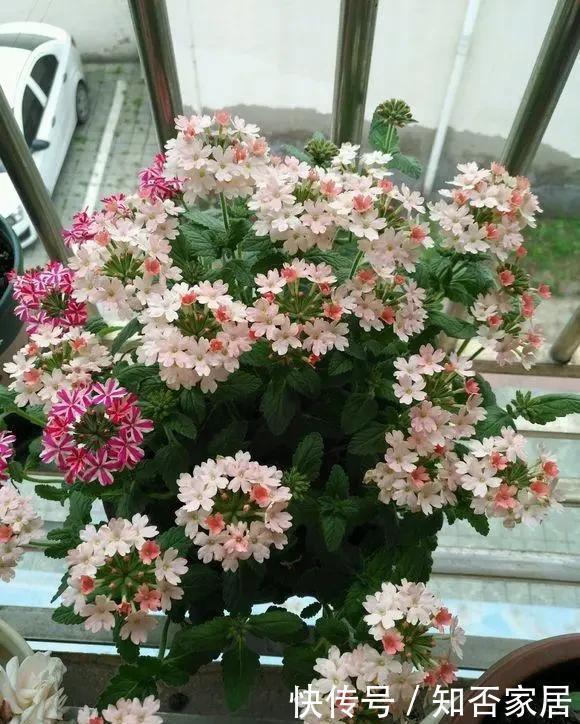 凤仙花|这4种花卉现在种植起来?6月份花开满园、香气逼人