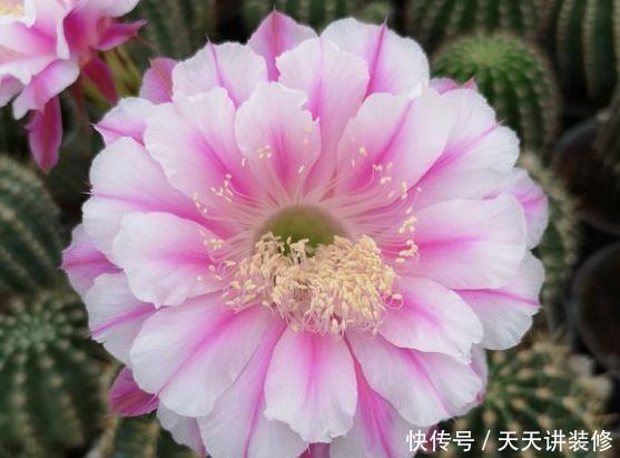  [图片作者]15种超级好养的花，不死鸟居然不是第一，“养花杀手”们试一试吧