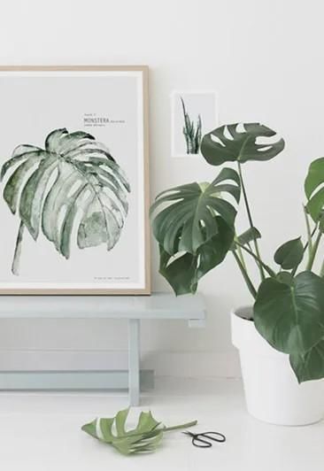  植物：室内就能养活的5种高颜值绿植 后2种很少人知道