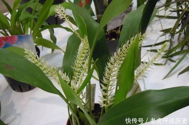 『懒人』为懒人准备的6种盆栽花卉, 一两个月忘记浇水也能活得滋润