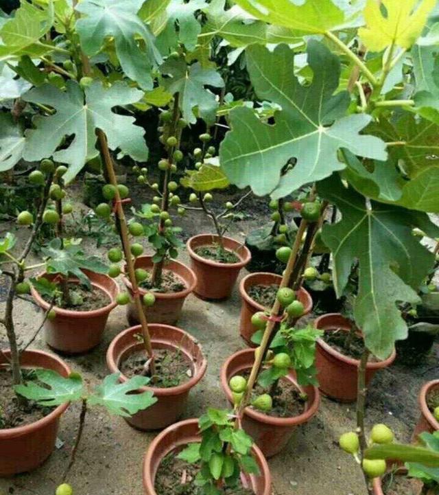 【节枝】秋季阳台种无花果,剪下1节枝,插盆里,来年结满果,好吃又美观