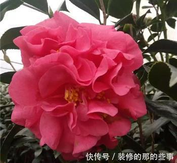  艳丽@新手喜欢养护花卉，可以在家中养护花大艳丽的3类花卉，妖娆优美