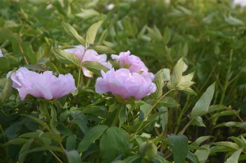  【远销】农村有种植物曾远销全国各地，今烂市无人问津，种植户