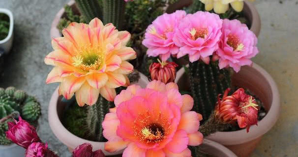  『适合』5种花不用管也能开爆盆，最适合懒人养，年年开花不断，美翻天！