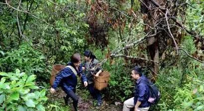  【不凡】山里一种野生物，珍贵不凡，请不要小觑它，遇见请高抬贵脚别踩它