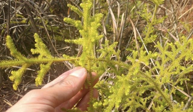  植物|小溪边，1种野草像“蜈蚣”，名称是“铺地蜈蚣”，甚是珍贵