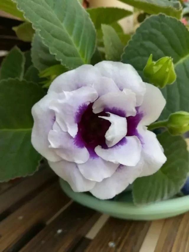  『孕育花朵』在室内也能轻松养开花的几种盆栽，哪一种才是你的最爱