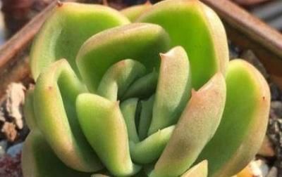 #漂亮#怎么更快把多肉植物养大?教你技巧,叶片漂亮又肥厚!