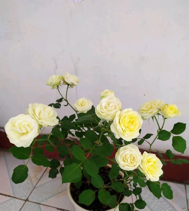  室内|此种观赏花卉，花期超级久，周年开花，漂亮又好养，室内也能种