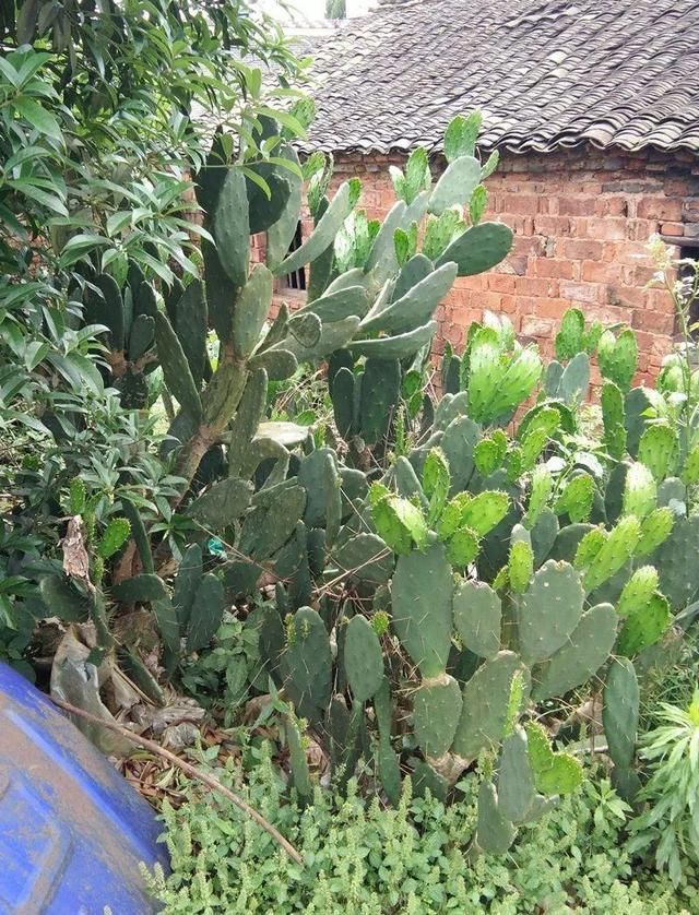 慎养■这花要慎养,每年砍掉3麻袋,照样蹭蹭长