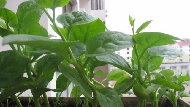  「蔬菜」阳台种菜，选择这3种蔬菜，吃完一茬长一茬，绿色健康又好吃！
