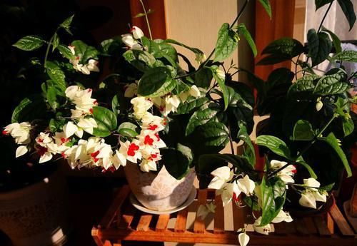 『花开』喜欢三角梅,首选珍稀名品柠檬黄三角梅,花开爆盆成花海!美