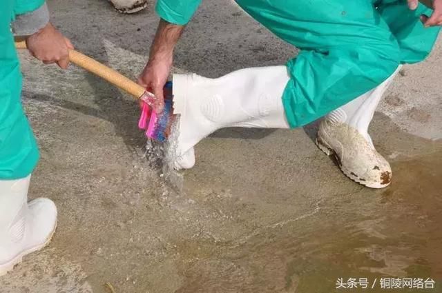 芜湖男子编造“非洲猪瘟疫情”谣言被拘5日