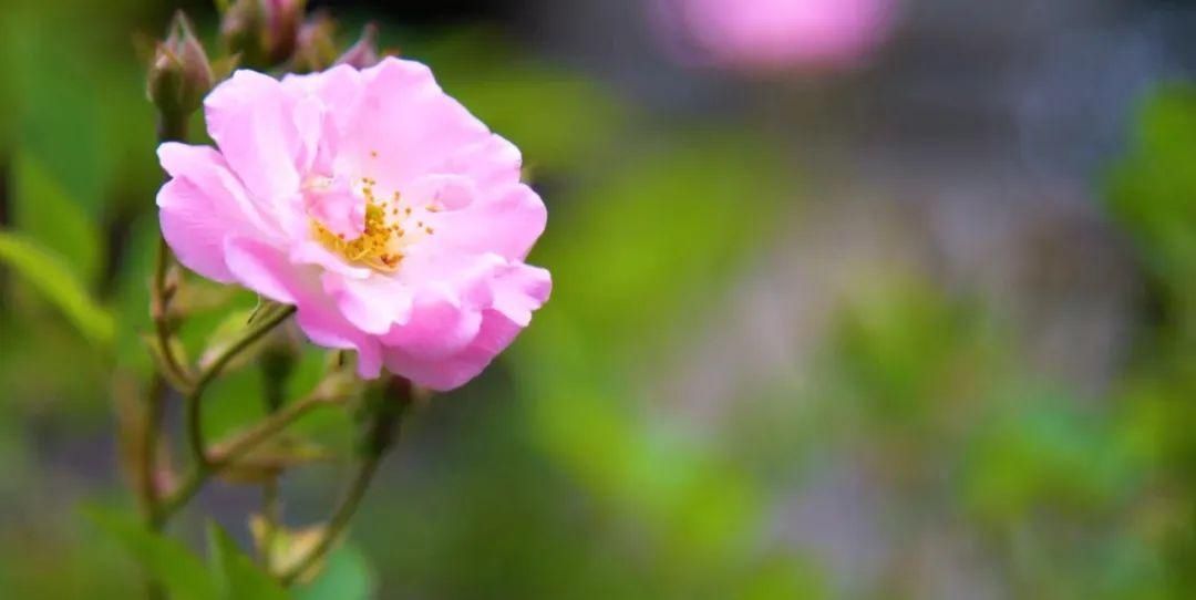  「木香花」老门东，花都开好了！