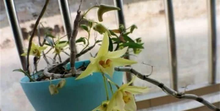  『吃能』家里养这4种花，能赏能吃能治病，赚大啦！
